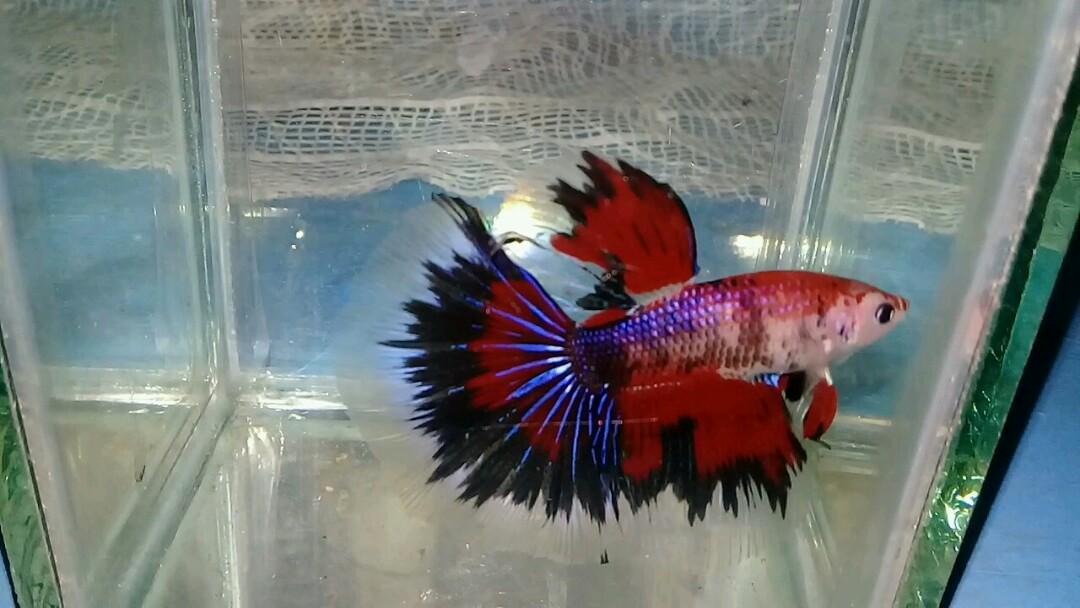 Ikan Cupang Star Pheonix Galaxy Koi Halfmoon Perlengkapan Hewan Makanan Hewan Di Carousell