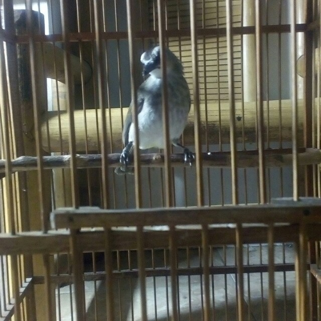 Jual Burung Trucukan Pet Supplies Accessories On Carousell