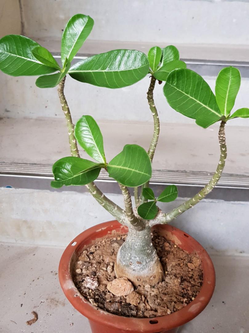 Wallpaper Very Healthy Adenium Just Awaken From Its Dormant State Gardening Desktop Wallpaper Free
