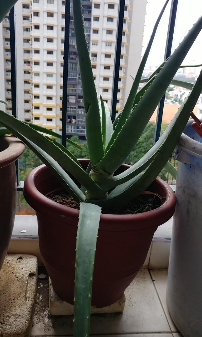Aloe Vera Plant With Pot Gardening Pots Planters On Carousell