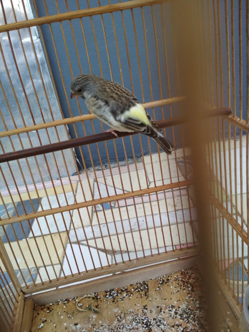 Burung Blackstroth X Sanger Blacksang Gacor Everything Else