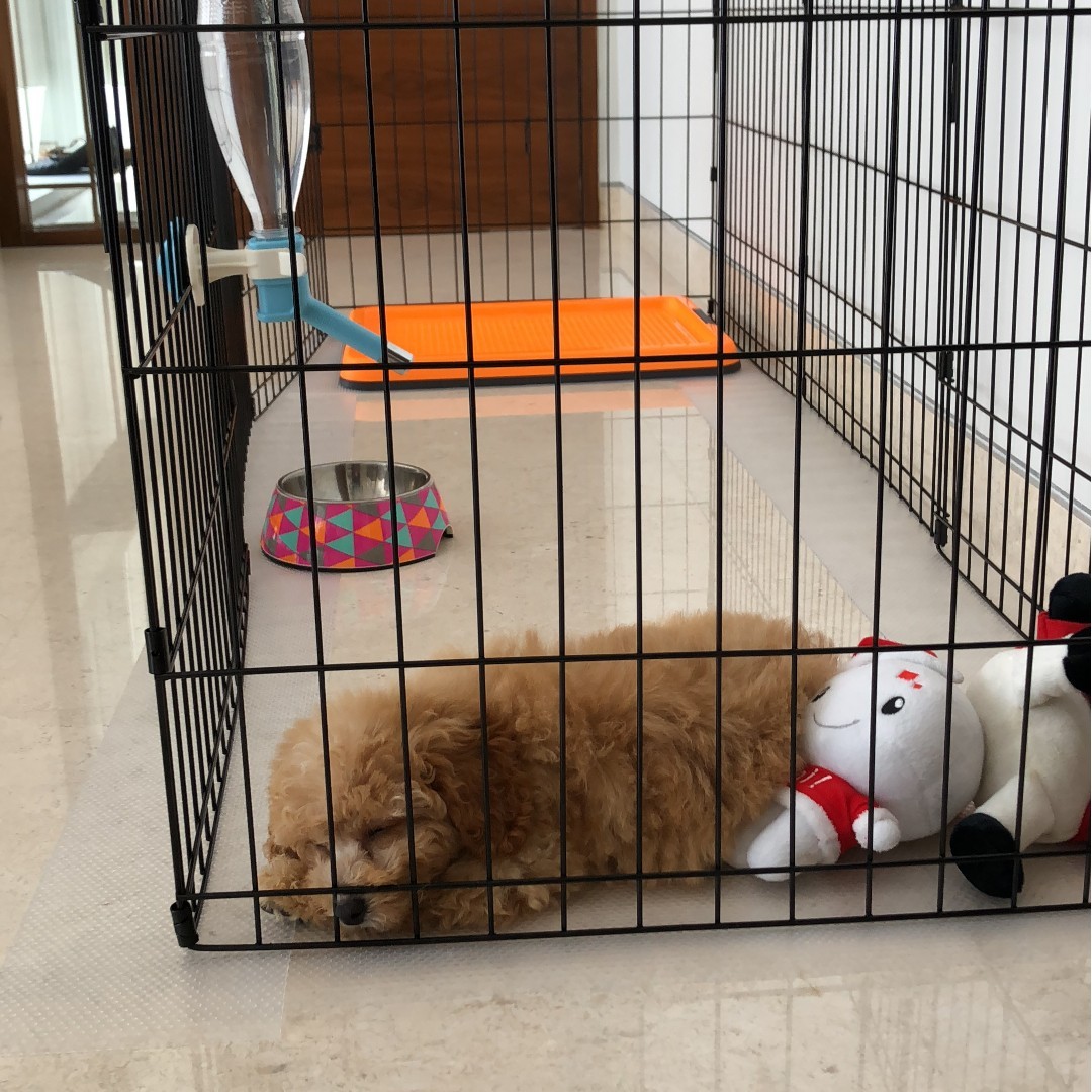 Dogit playpen shop
