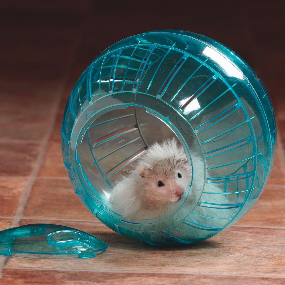 Syrian Hamster Ball