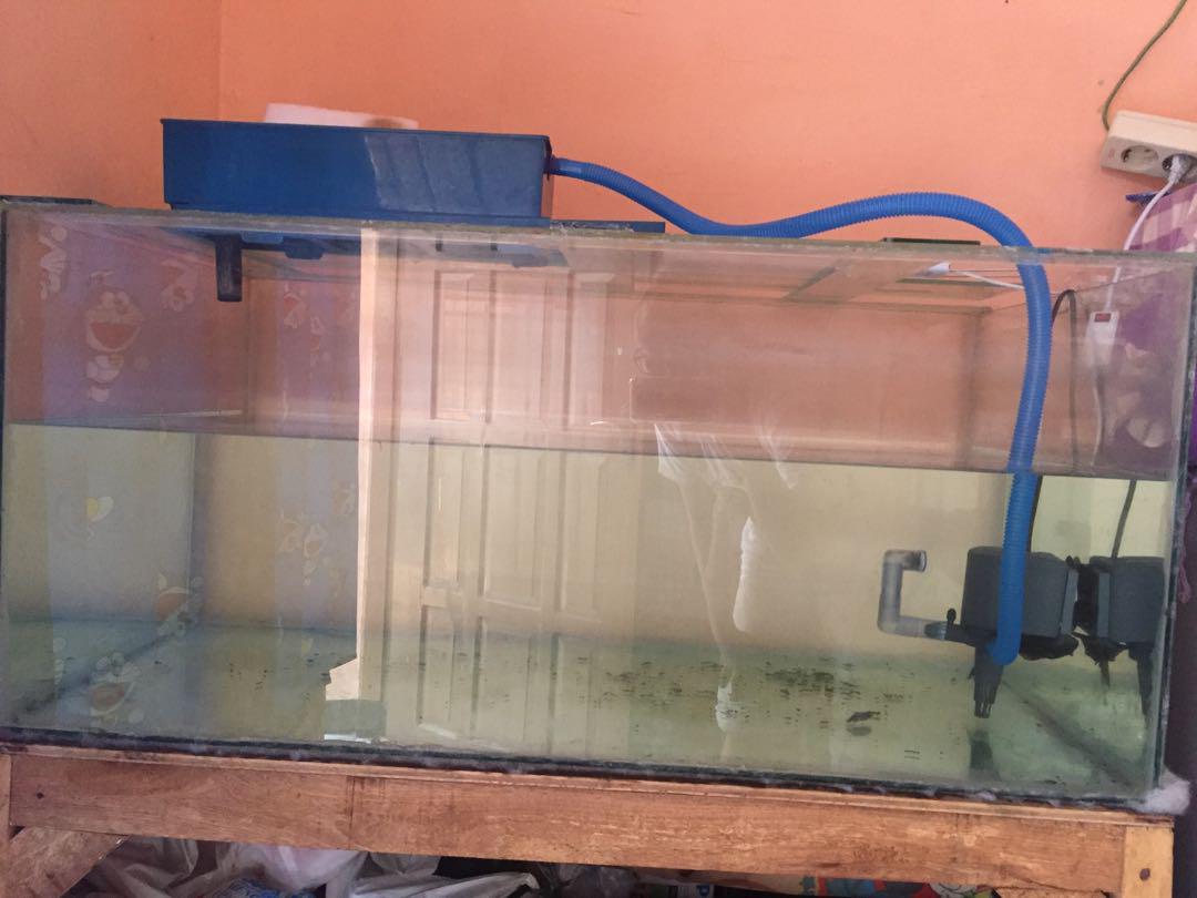 Gambar Aquarium Untuk Ikan Arwana Aneka Ikan Hias