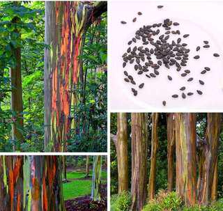 Rainbow eucalyptus seeds