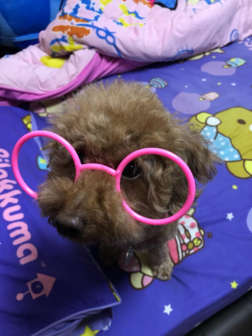 Affordable dog hot sale daycare