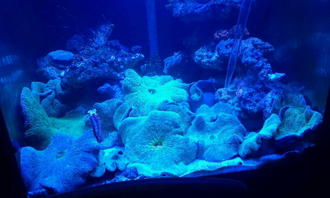 Carpet Anemone Pet Supplies For Fish Fish Tank Accessories On Carousell
