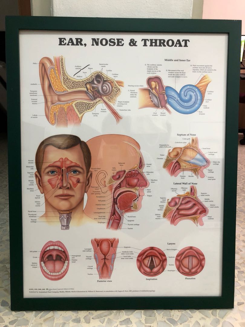 Ear Nose Throat Diagram With Frame Medical Hobbies Toys Stationery Craft Craft Supplies Tools On Carousell