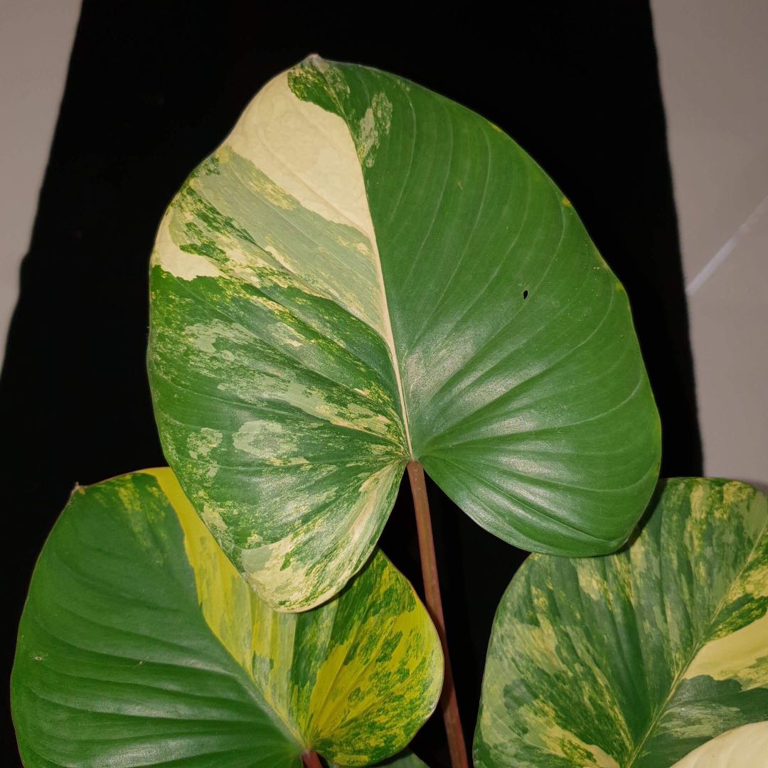 Homalomena rubescens “variegated” for sale, Gardening, Plants on Carousell