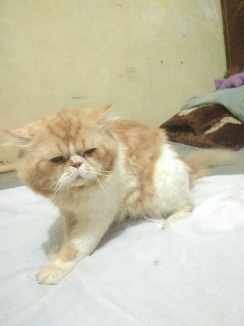 Kucing Peaknose Perlengkapan Hewan Aksesoris Hewan Di Carousell