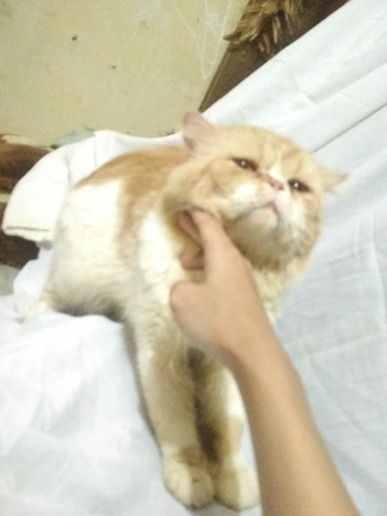 Kucing Peaknose Perlengkapan Hewan Aksesoris Hewan Di Carousell