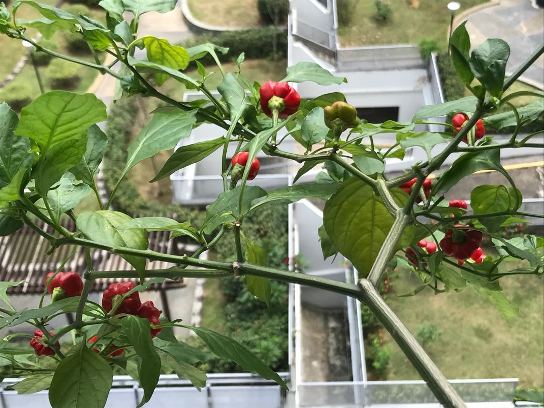 Brazilian Starfish Pepper Chilli Pods Seeds Furniture Home Living Gardening Plants Seeds On Carousell