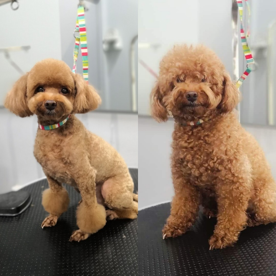 toy poodle grooming