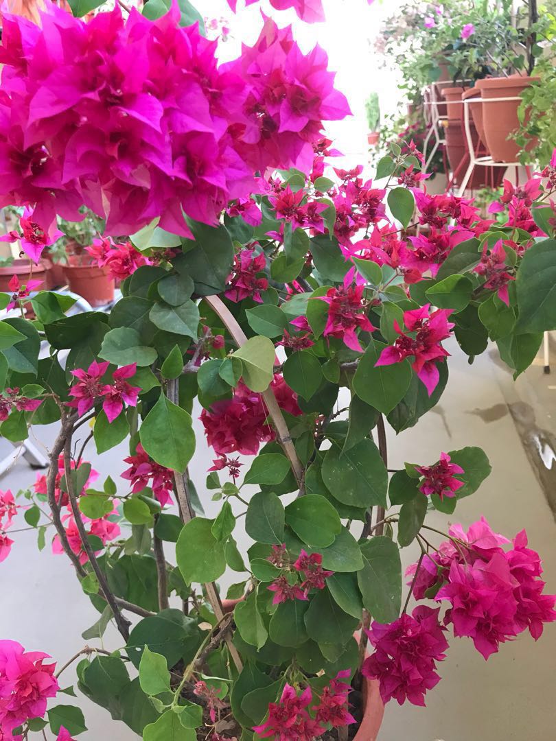 Beautiful big pot of pink bougainvillea( free delivery), Gardening ...