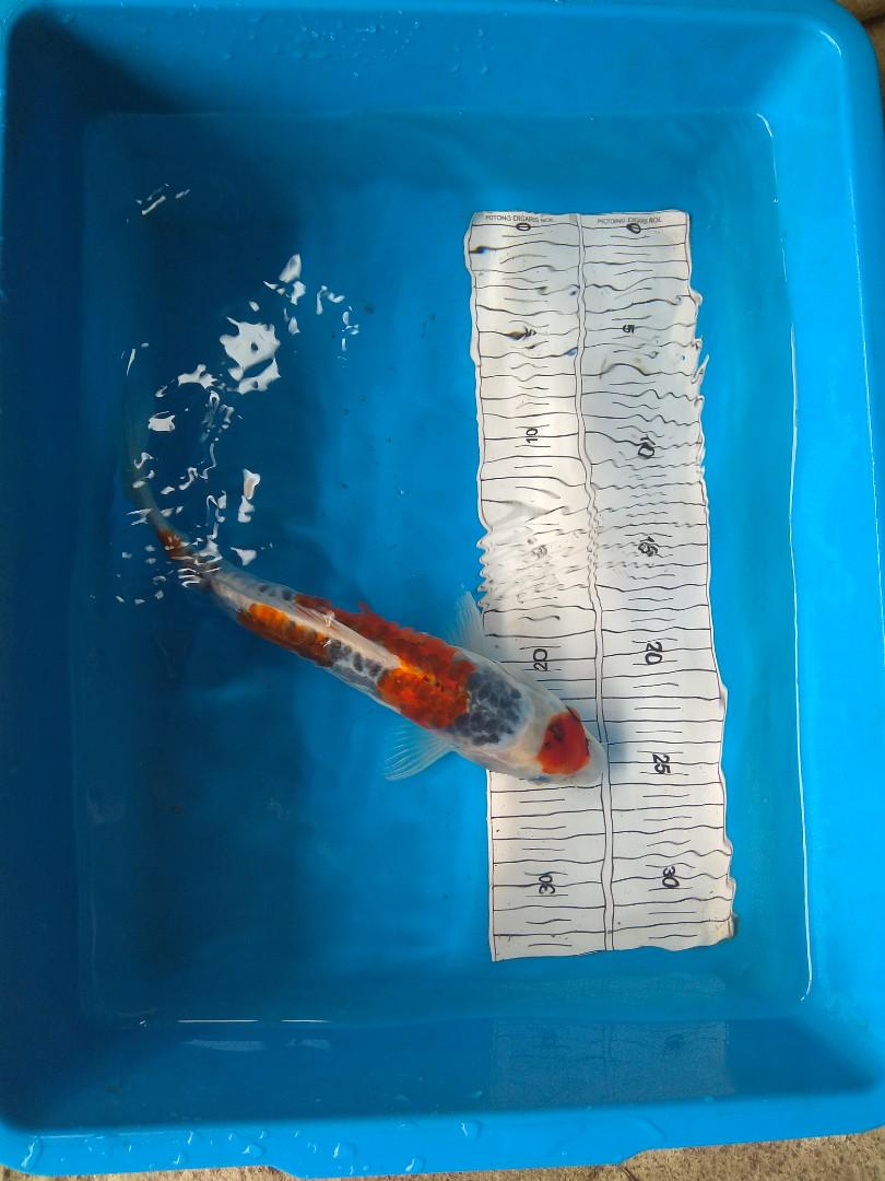 Koi Blitar Kujaku Tancho Dan Doitsu 25 30 Cm Perlengkapan Hewan Aksesoris Hewan Di Carousell
