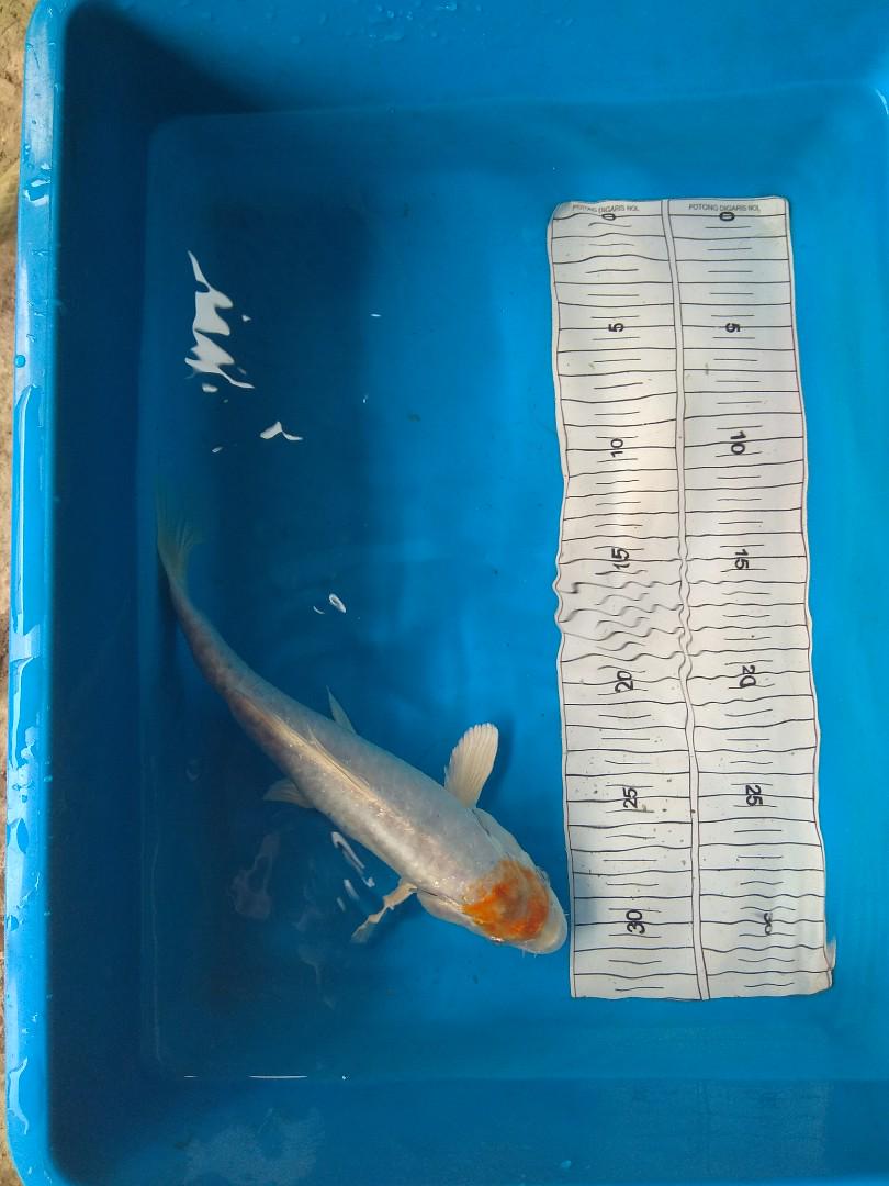 Koi Blitar Kujaku Tancho Dan Doitsu 25 30 Cm Perlengkapan Hewan Aksesoris Hewan Di Carousell