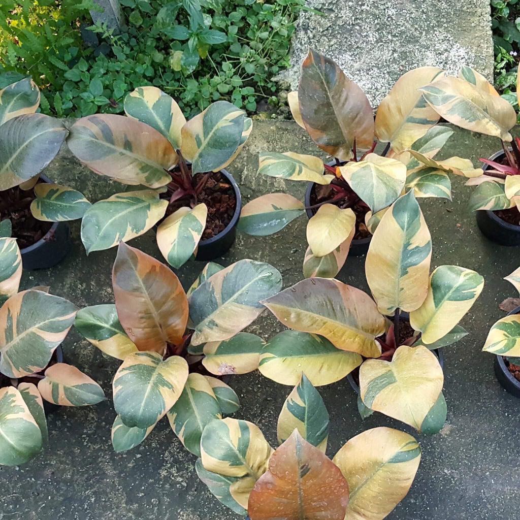 Philodendron Black Cardinal Variegated Furniture Home Living Gardening Plants Seeds On Carousell