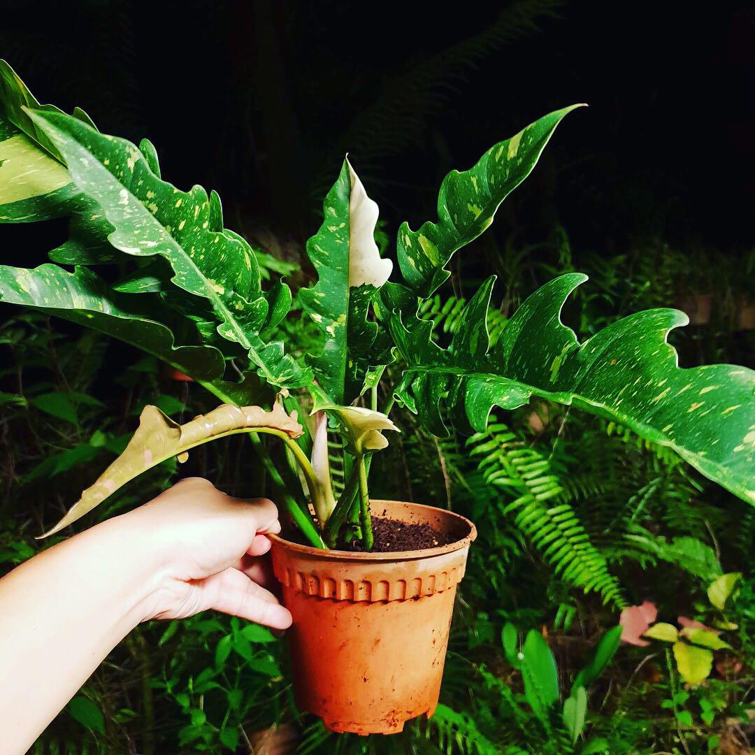 Philodendron Ring Of Fire Gardening Plants On Carousell
