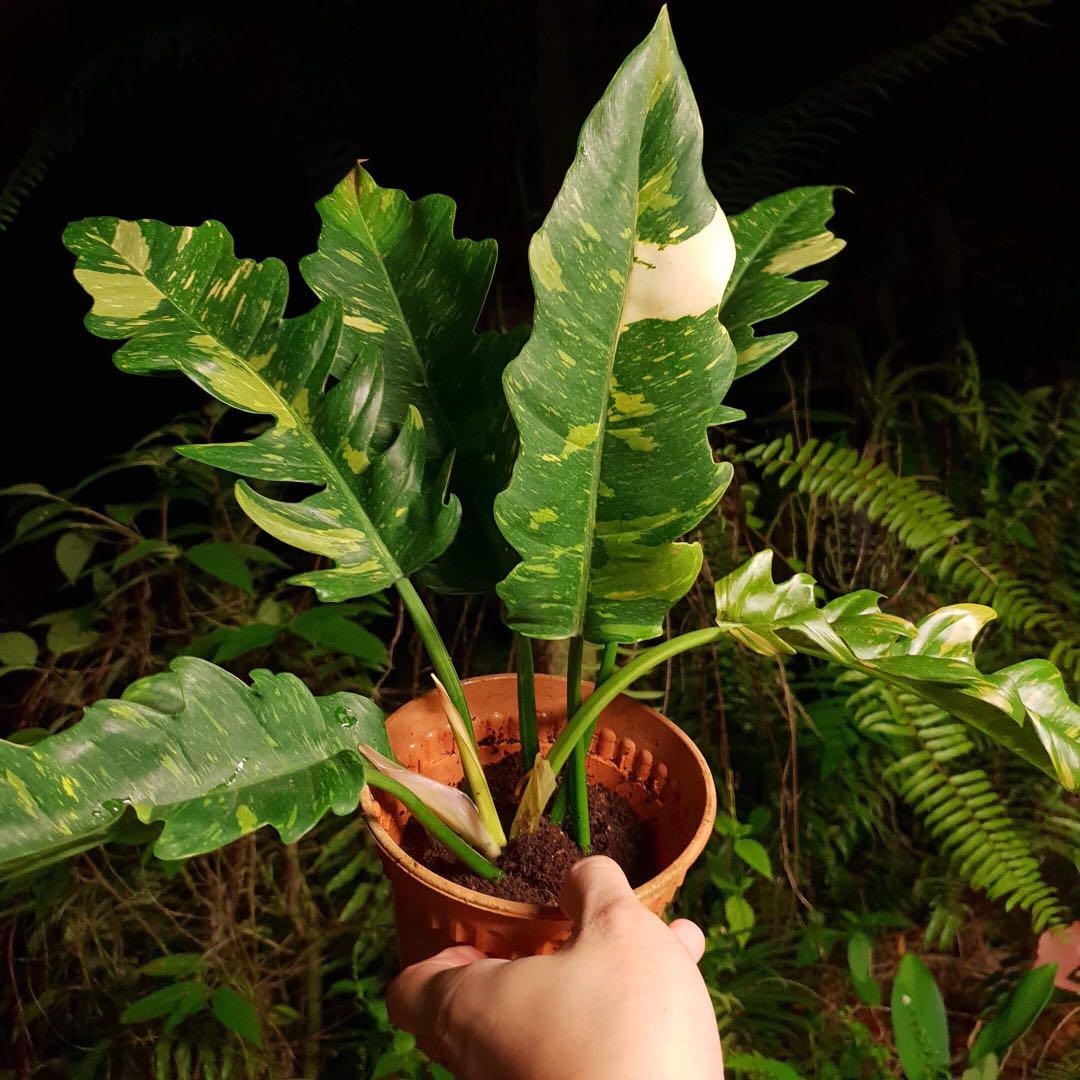 Philodendron Ring Of Fire Furniture Home Living Gardening Plants Seeds On Carousell