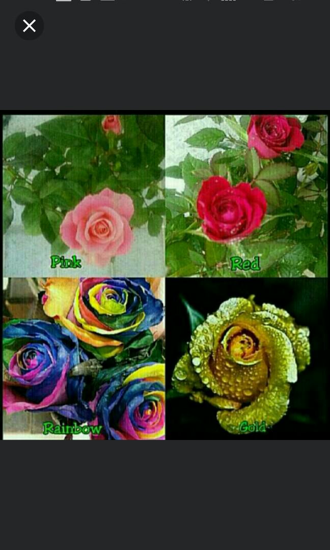Red Rose Seeds Sold Out Gardening Rose Seeds For Sale Gardening Plants On Carousell