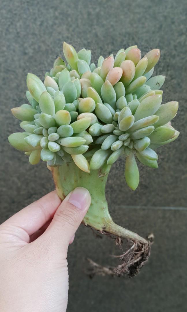 Echeveria Crested Succulent Furniture Home Living Gardening Plants Seeds On Carousell