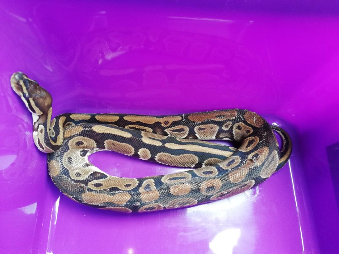 Ball Python, Pet Supplies, Homes & Other Pet Accessories on Carousell