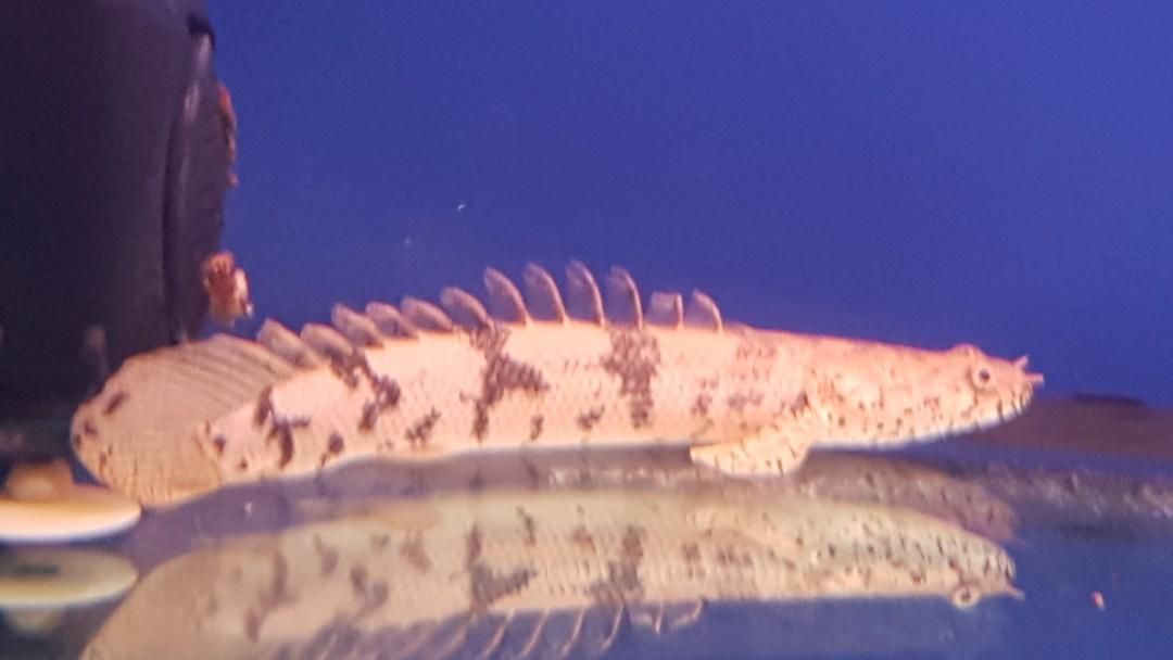 dragon fish