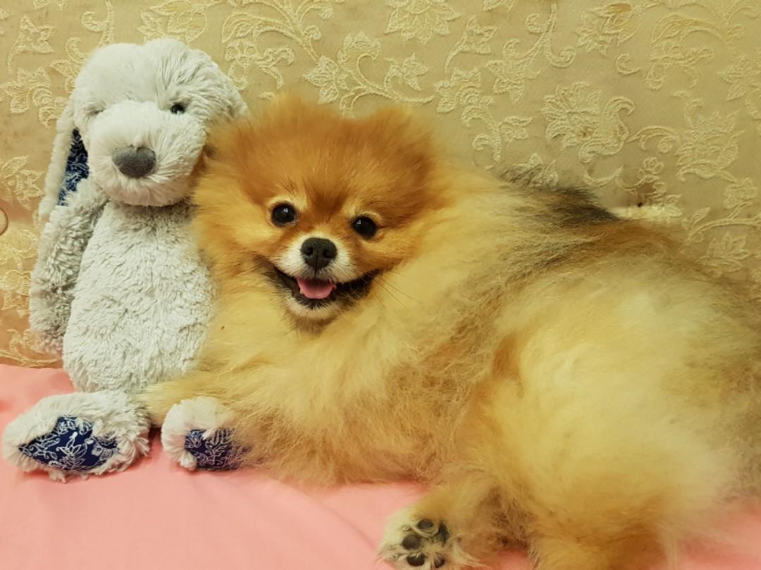 KRIS JUNIOR PUPPY BY JELLYCAT® Hobbies Toys Toys Games on Carousell KRIS JUNIOR PUPPY BY JELLYCAT® Hobbies Toys Toys Games on Carousell