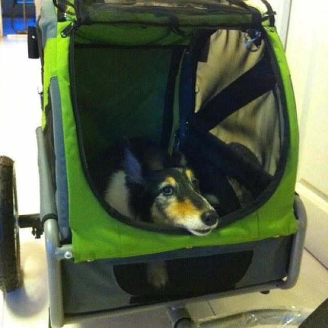 Doggy ride mini pet trailer bicycle Pet Supplies Homes Other Pet Accessories on Carousell