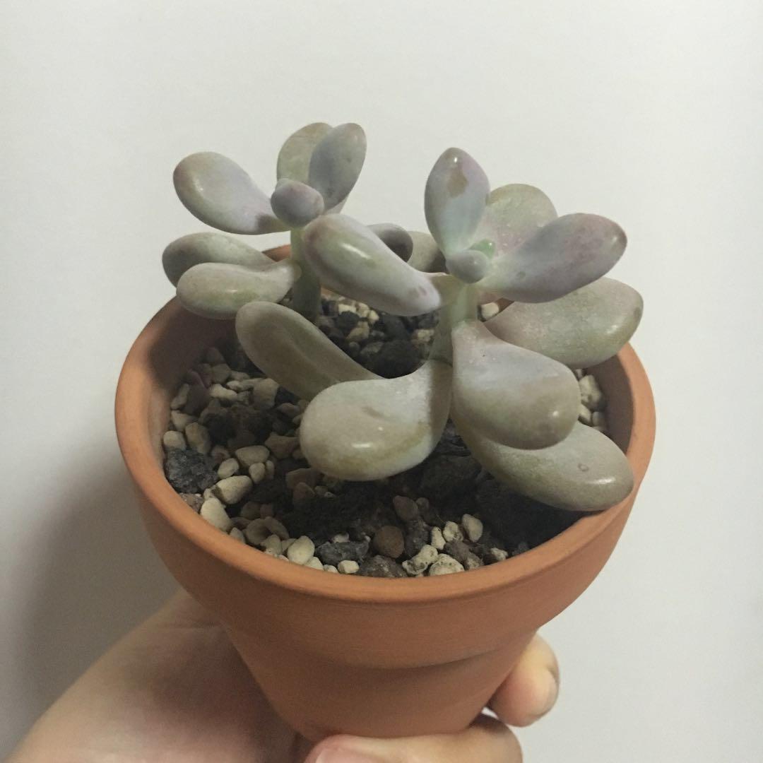 Moonstone Succulent Gardening Plants On Carousell