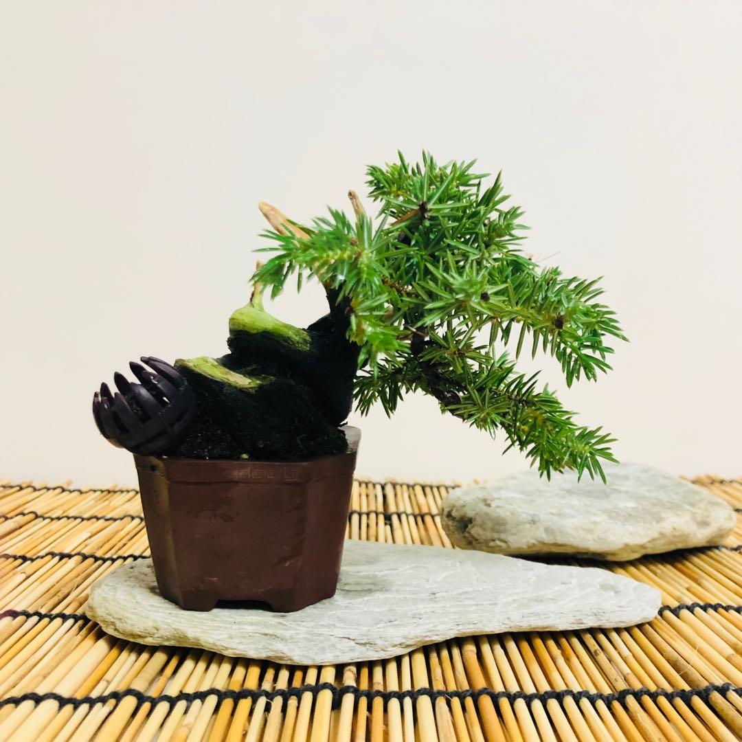 引取限定※ 盆栽 五葉松 樹高70cm 【公式通販】