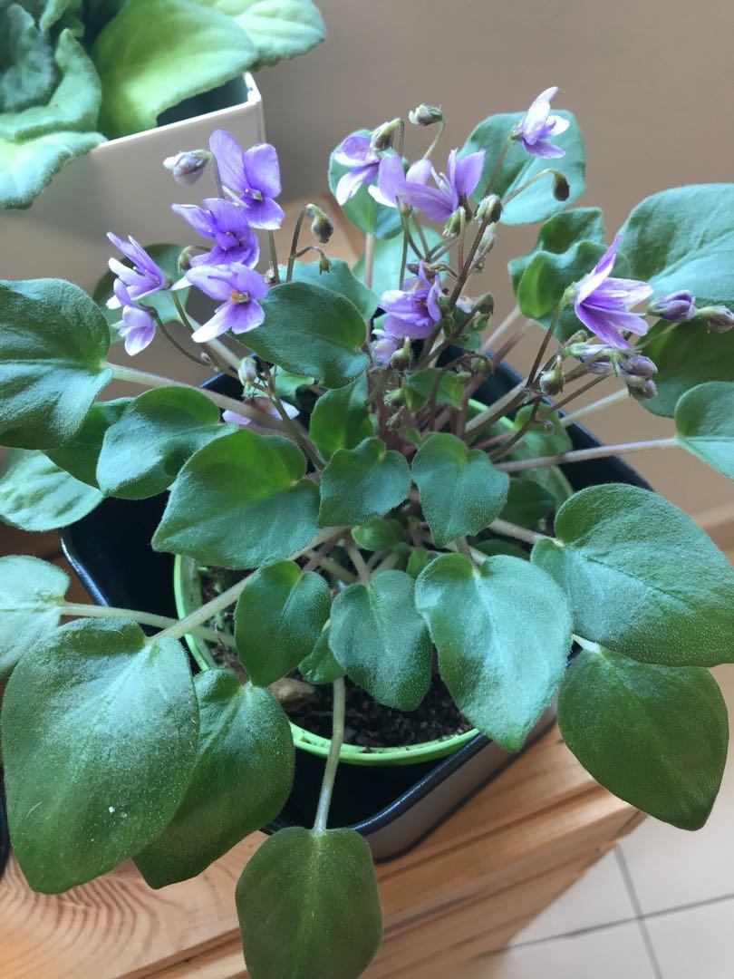 Miniature African Violet for sale, Furniture & Home Living, Gardening