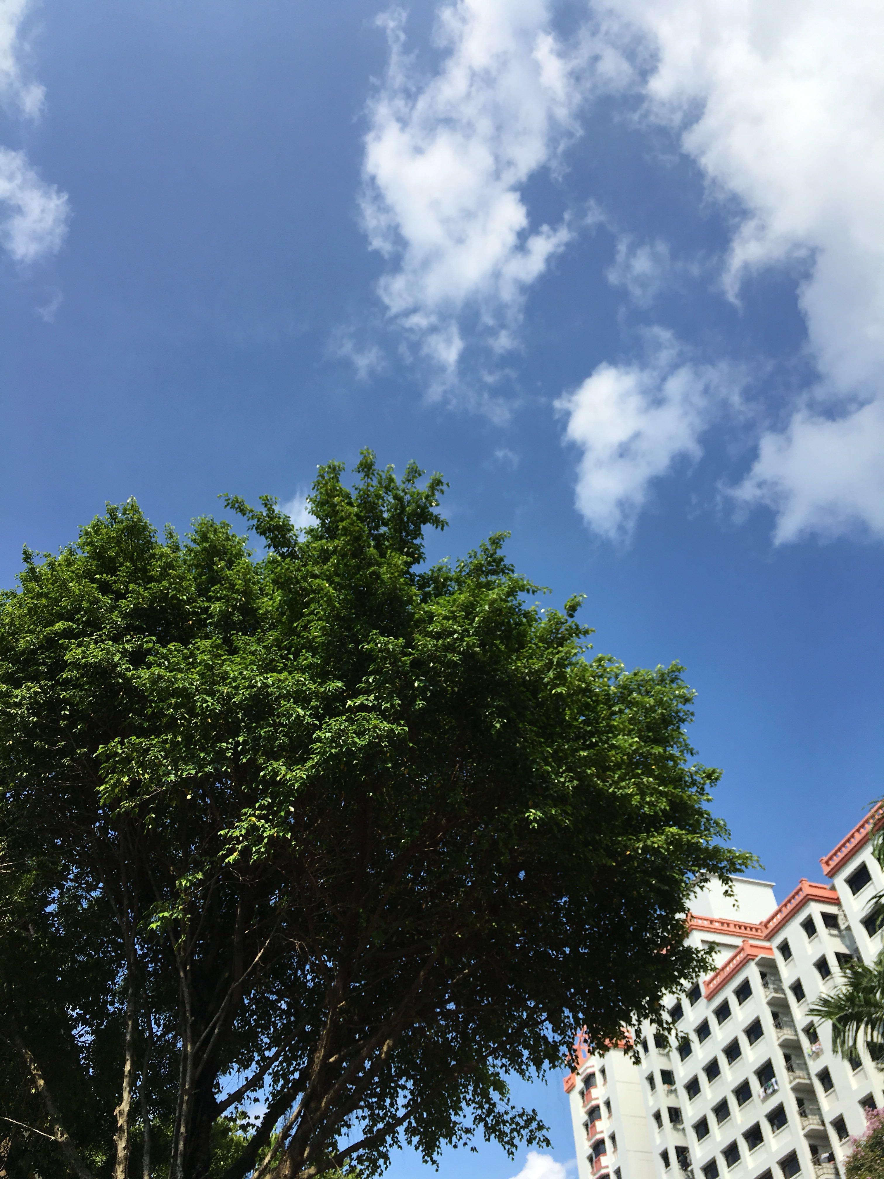 Trees In My Backyard Gardening Plants On Carousell