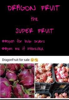 DRAGON FRUIT THE SUPER FRUIT