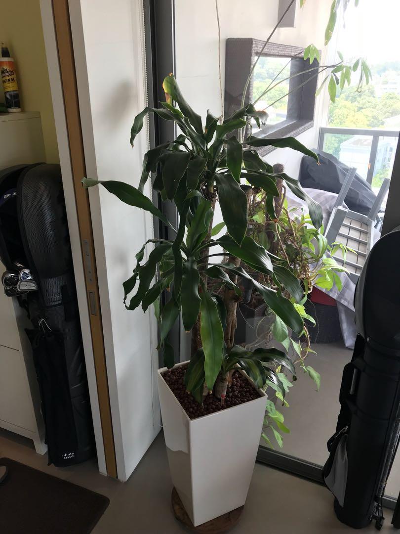Two Hydroponic Indoor Outdoor Plants Gardening Plants On Carousell
