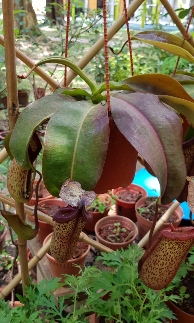 Periuk Kera Tropical Pitcher Plant Gardening Plants On Carousell