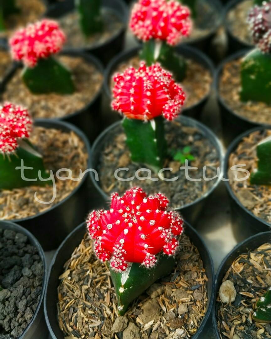 Kaktus Gymno Import Red Perkebunan Di Carousell