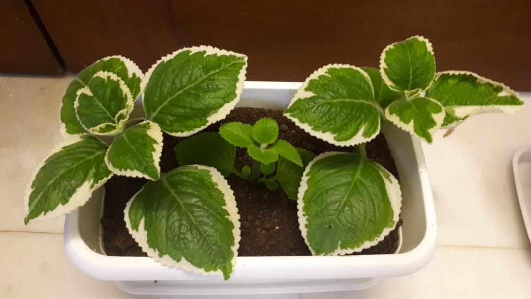 Mexican Mint/Indian Borage/Edible herb, Furniture & Home Living