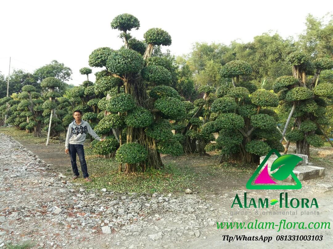 Jual Pohon Bonsai Beringin Dolar Untuk Memperindah Hunian Tukang Taman Perkebunan Di Carousell