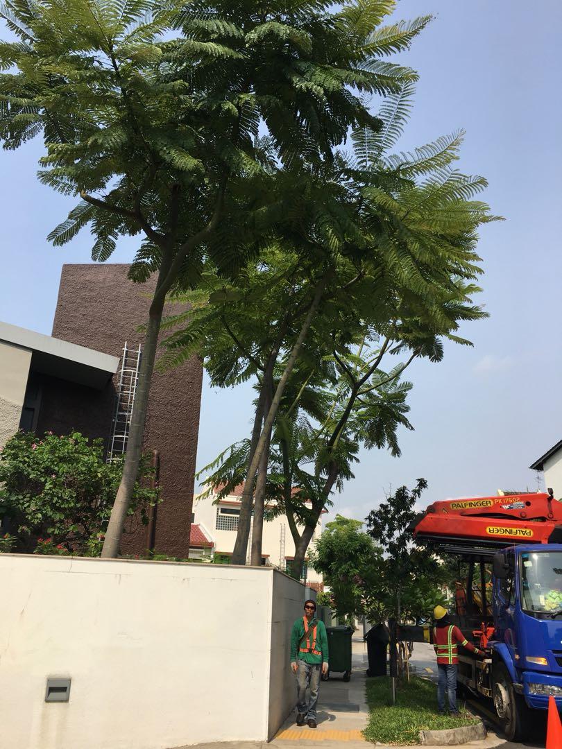 Tree pruning (before & after) (Category: Gardening Tools & Ornaments) located in Singapore. Submitted by dgreenarchitect (Listing ID 190501413, Image 1). Description: Call us if you need any tree or shrub pruning work.