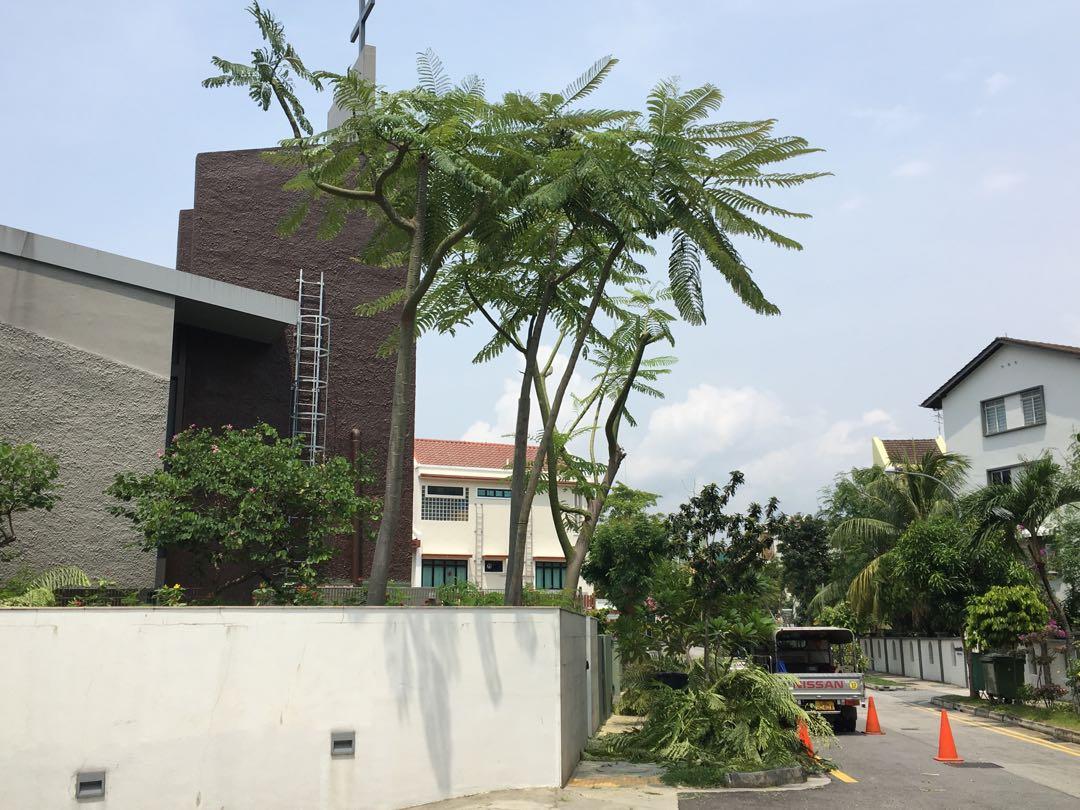 Tree pruning (before & after) (Category: Gardening Tools & Ornaments) located in Singapore. Submitted by dgreenarchitect (Listing ID 190501413, Image 2). Description: Call us if you need any tree or shrub pruning work.