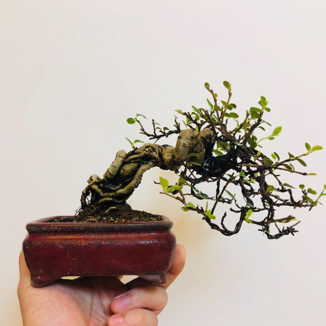 日本紅紫檀盆景 傢俬 家居 家居裝飾 人工植物盆栽 Carousell