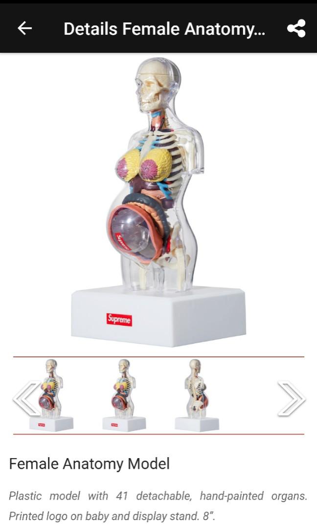 Supreme Female Anatomy Model Supreme Female Anatomy Model Pregnant