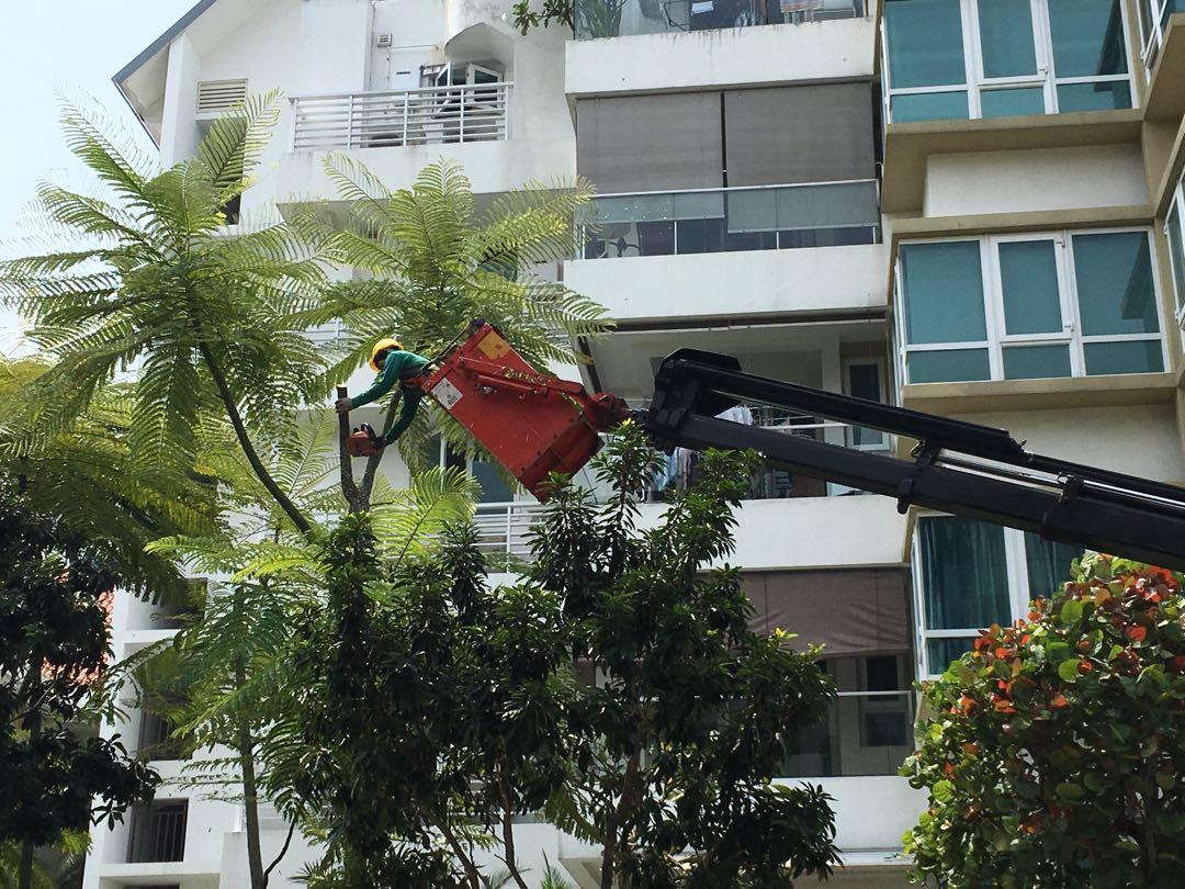 Tree pruning (Category: Gardening Tools & Ornaments) located in Singapore. Submitted by dgreenarchitect (Listing ID 190410777, Image 1). Description: Tree pruning work, call us to estimate your trees pruning work.