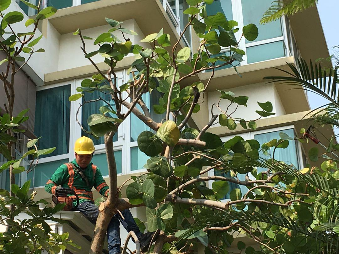 Tree pruning (Category: Gardening Tools & Ornaments) located in Singapore. Submitted by dgreenarchitect (Listing ID 190410777, Image 2). Description: Tree pruning work, call us to estimate your trees pruning work.