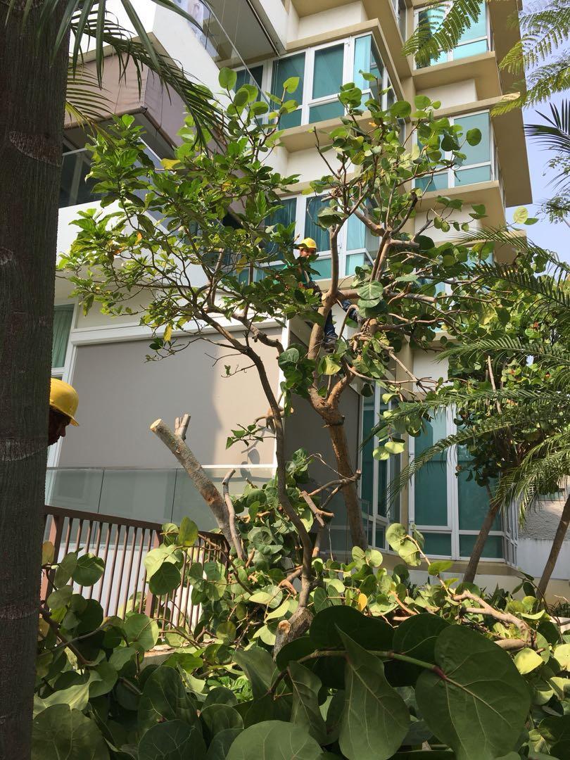 Tree pruning (Category: Gardening Tools & Ornaments) located in Singapore. Submitted by dgreenarchitect (Listing ID 190410777, Image 3). Description: Tree pruning work, call us to estimate your trees pruning work.