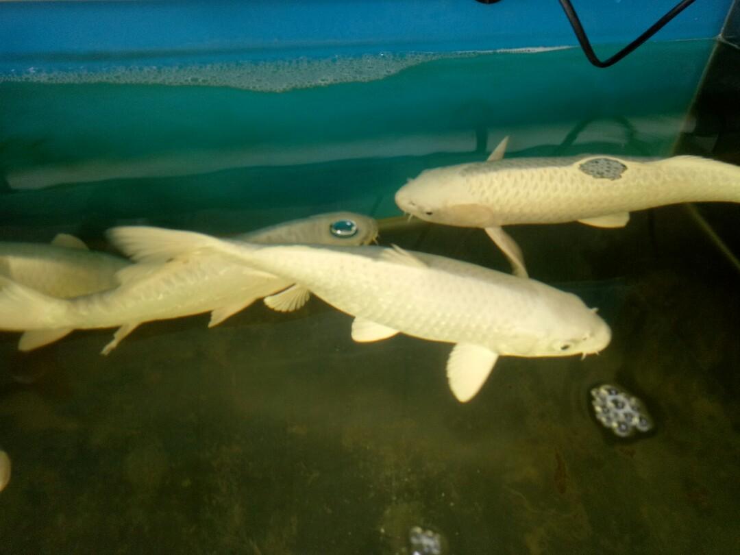 Koi Platinum 30cm Perlengkapan Hewan Aksesoris Hewan Di Carousell