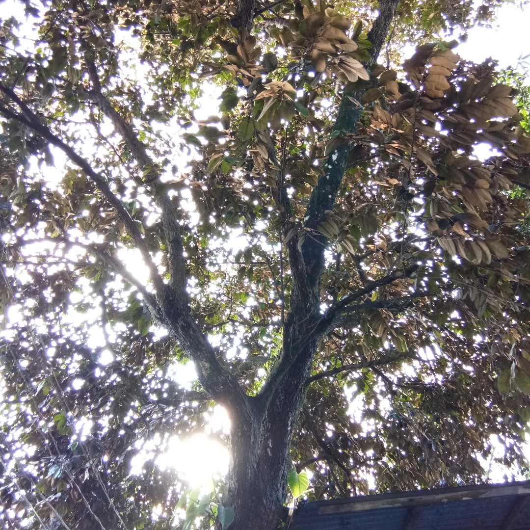 Wood (Star Apple Tree) for Sale, Hobbies & Toys, Stationary & Craft