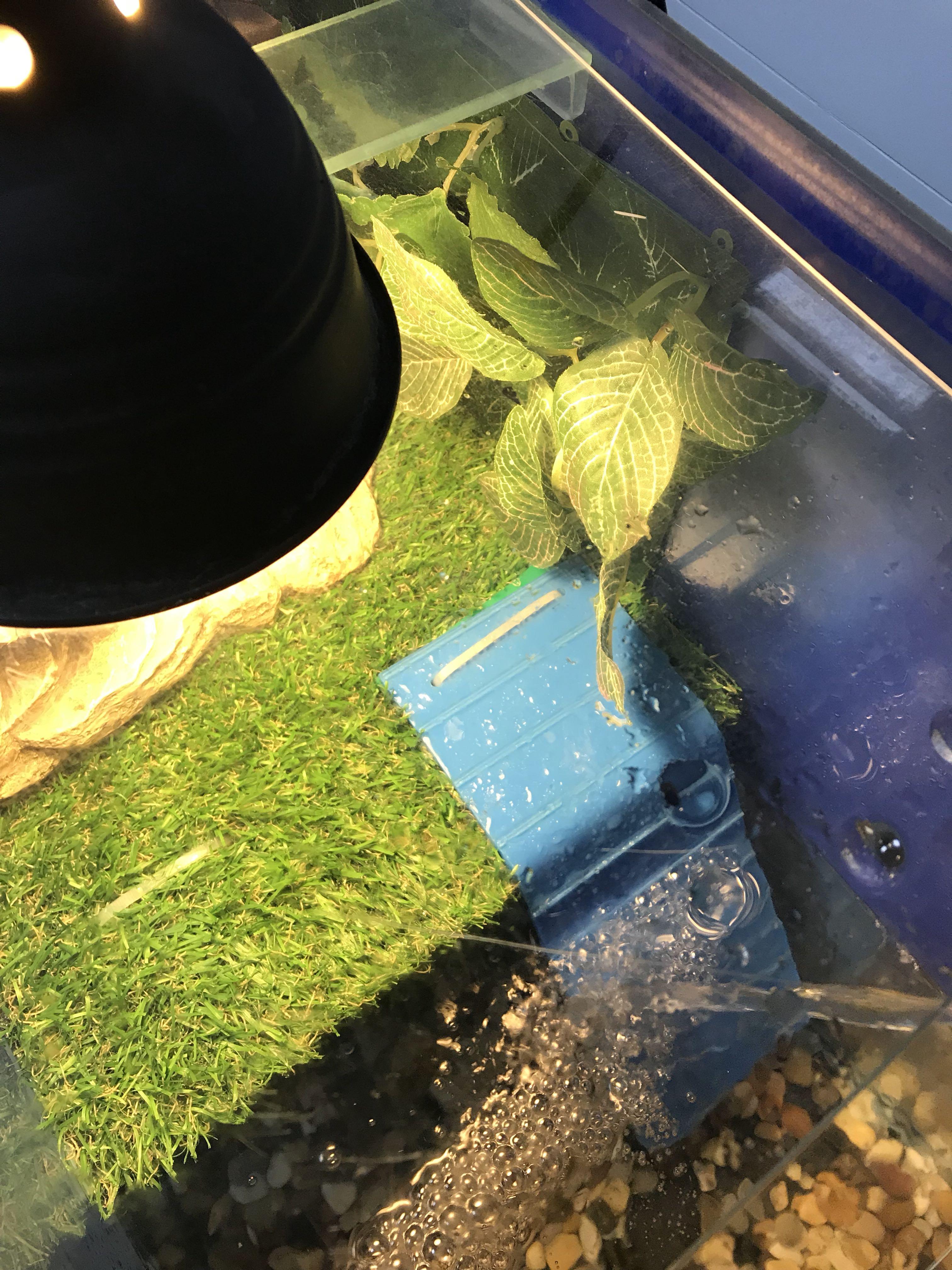 Basking area for turtles/terrapin ( read-eared slider ...