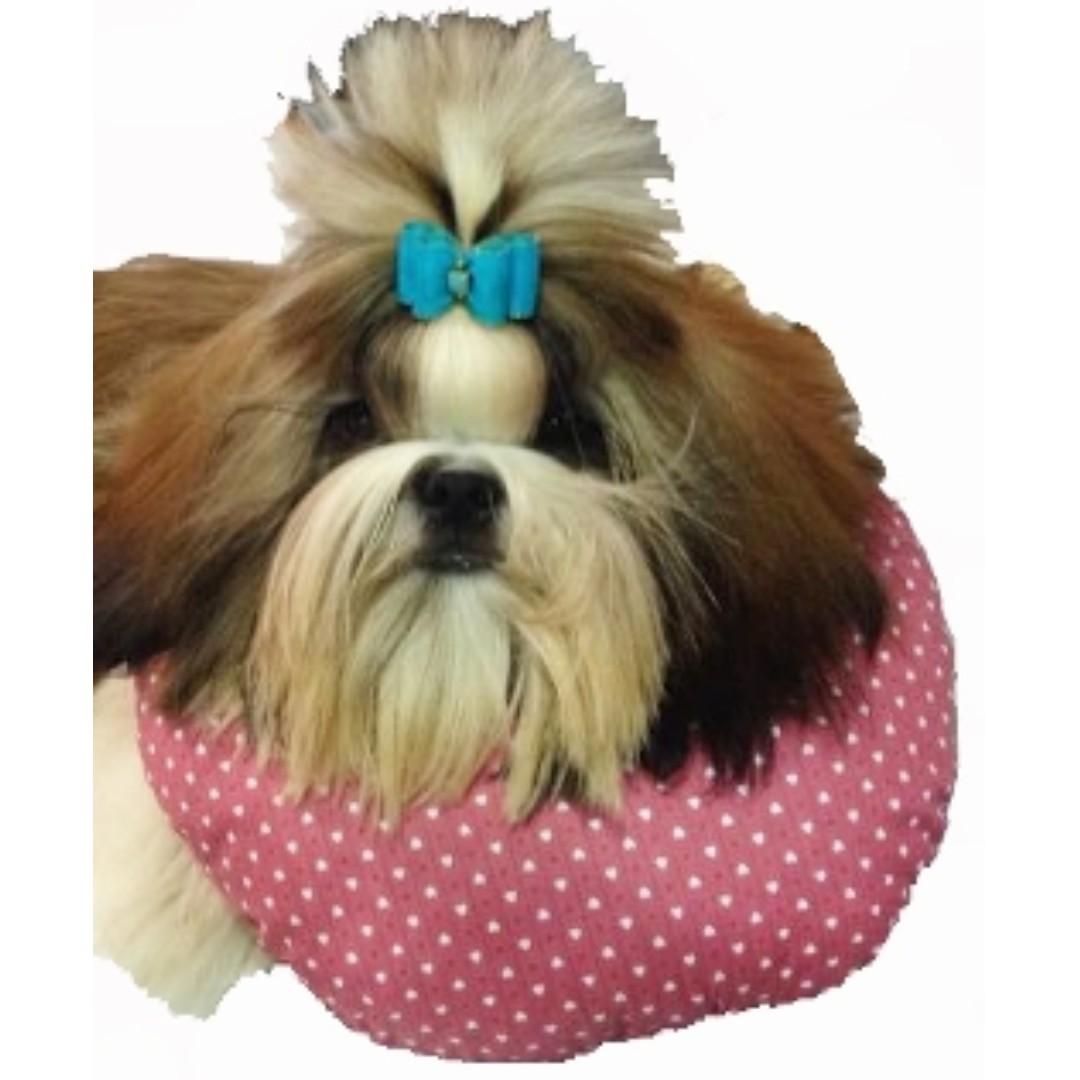 shih tzu grooming pillow
